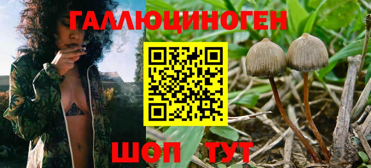 Галлюциногенные грибы Magic Shrooms  Вход с VPN  Дмитров 